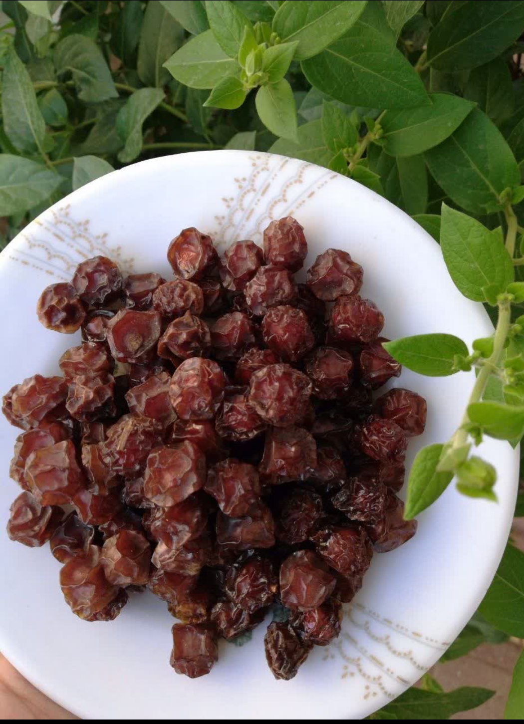 آلوچه خورشتی ارگانیک امسالی