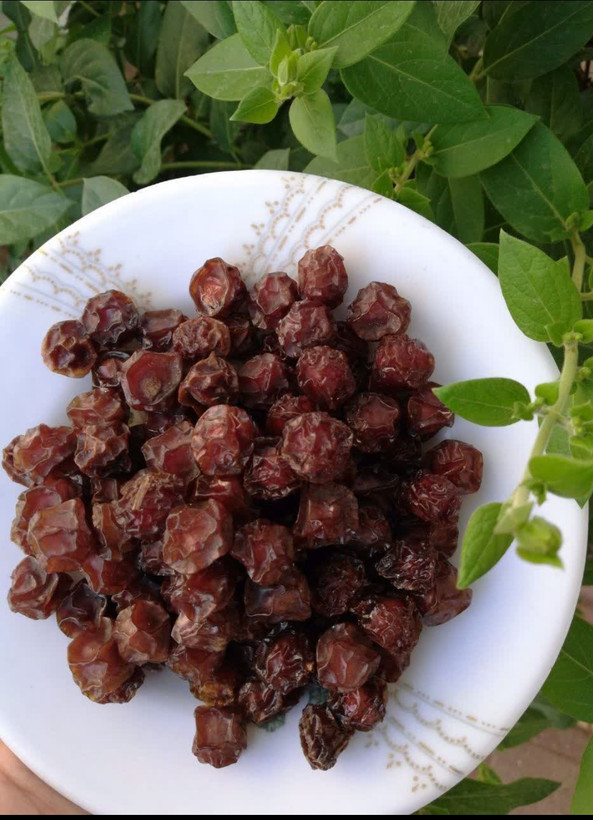 آلوچه خورشتی ارگانیک امسالی